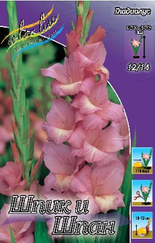 Gladiolus Spic And Span 10.  71,6.jpg