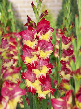 Gladiolus Stereo 10.  89,9.jpg