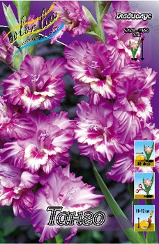 Gladiolus Tango 10.  57,2.jpg