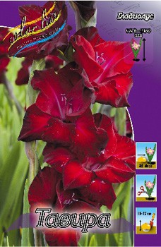 Gladiolus Tavira 10.  86.jpg