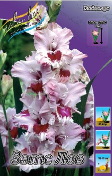 Gladiolus That's Love 10 99..jpg