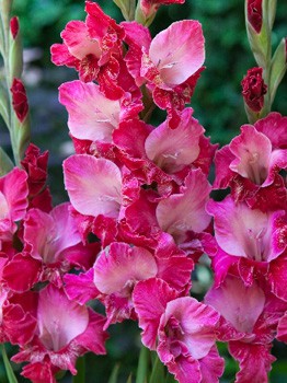 Gladiolus Twister 10.  62,4.jpg