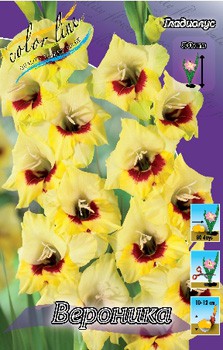 Gladiolus Veronica 10 99..jpg