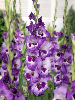 Gladiolus Vista 10.  86.jpg