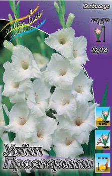 Gladiolus White Prosperity 10.  62,4.jpg