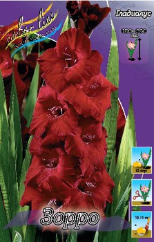 Gladiolus Zorro 10.  62,4.jpg