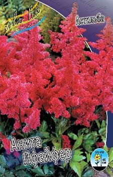 Astilbe Anita Pfeifer 128,8. 3.jpg