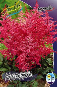 Astilbe Aphrodite 164,5. 3.jpg