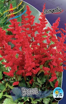 Astilbe Etna 144,10. 3.jpg