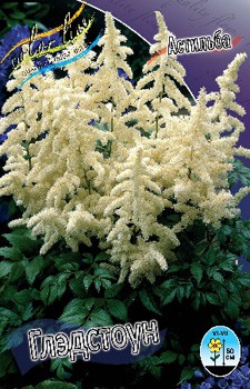 Astilbe Gladstone 128,8. 3.jpg