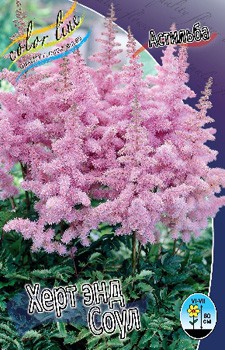 Astilbe Heart And Soul 199,10. 3.jpg