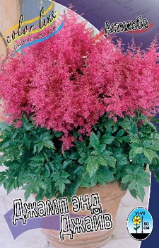 Astilbe Jump And Jive 199,10. 3.jpg