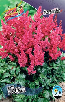 Astilbe Koln 128,8. 3.jpg