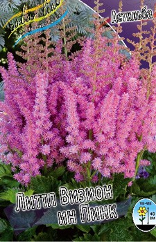 Astilbe Little Vision Pink 193,7. 3.jpg