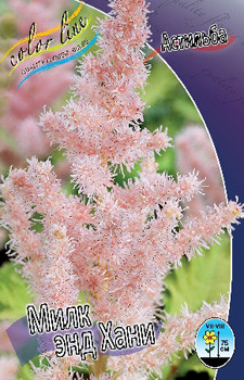 Astilbe Milk Honey 199,1. 3.jpg