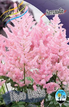 Astilbe New Wave 220,6. 3.jpg