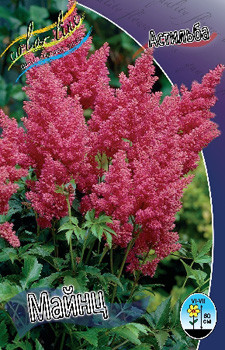 Astilbe Mainz 128,8. 3 .jpg