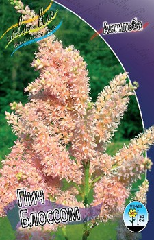 Astilbe Peach Blossom 128,8. 3.jpg