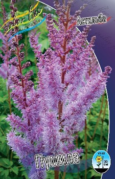 Astilbe Pumila 149,2. 3.jpg