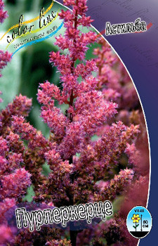 Astilbe Purperkerze 1492. 3.jpg