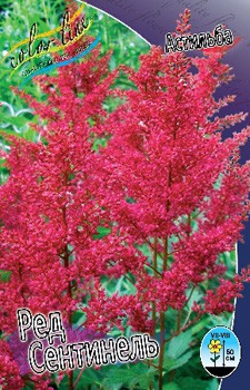 Astilbe Red Sentinel 149,9. 3.jpg