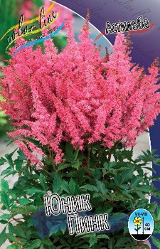 Astilbe Younique Pink 195,10. 3.jpg