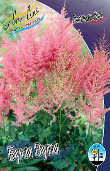 Astilbe Boogie Woogie 199,10. 3.jpg