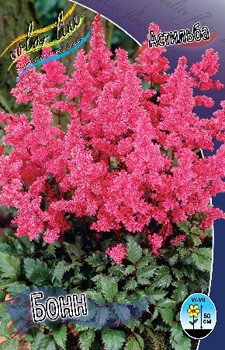 Astilbe Bonn 128,8. 3.jpg