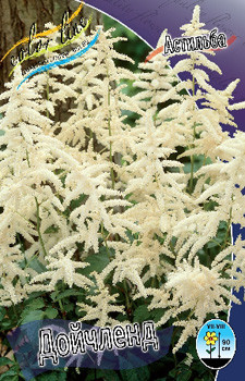 Astilbe Deutschland 128,8. 3.jpg