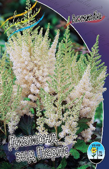 Astilbe Diamond And Perls 199,10. 3.jpg