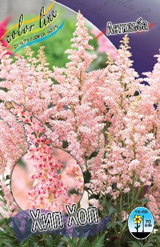 Astilbe Hip Hop 220,6. 3.jpg