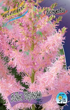 Astilbe Icecream 190. 3.jpg