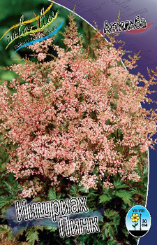 Astilbe Inshriash Pink 210,4. 3.jpg