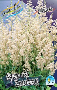 Astilbe Queen Of Holland 139. 3.jpg