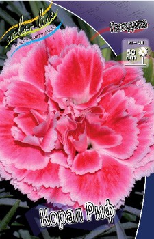 Dianthus Coral Reef 123,20. 2.jpg