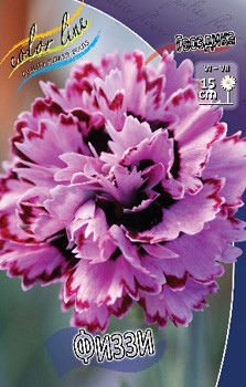 Dianthus Fizzy 123,20. 2.jpg