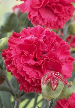 Dianthus Rosebud 123,20. 2.jpg