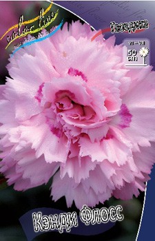 Dianthus Candy Floss 123,2. 2.jpg