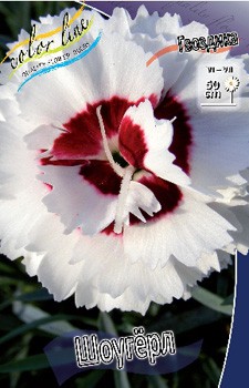 Dianthus Show Girl 123,20. 2.jpg