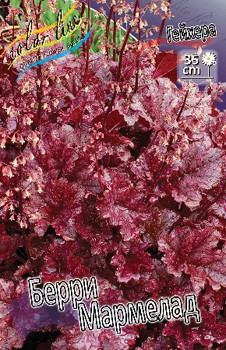 Heuchera Berry Marmalade 363,7. 2.jpg