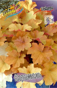 Heuchera Caramel 363,7. 2.jpg