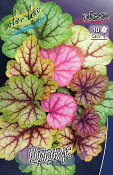 Heuchera Circus 412,3. 2.jpg