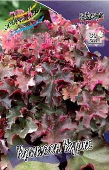 Heuchera Crimson Curls 230,1. 2.jpg