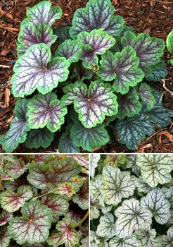 Heuchera Green Spice NEW 290,8. 2.jpg