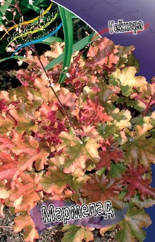 Heuchera Marmalade 363,7. 2.jpg