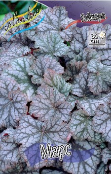 Heuchera Mars 230,10. 2.jpg