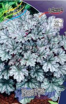 Heuchera Neptune 254,4. 2.jpg