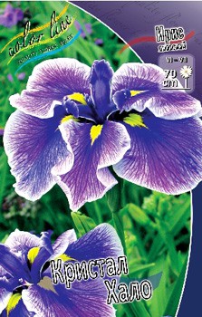 Iris ensata Crystal Halo 339,4.  3..jpg