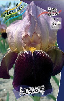 Iris germanica Alcazaar 205,3. 3..jpg