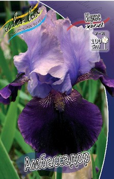 Iris germanica Ambassadeur 205,3. 3..jpg